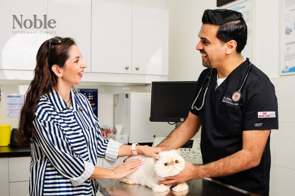 A Cat Vaccination Guide for New Pet Owners in Dubai