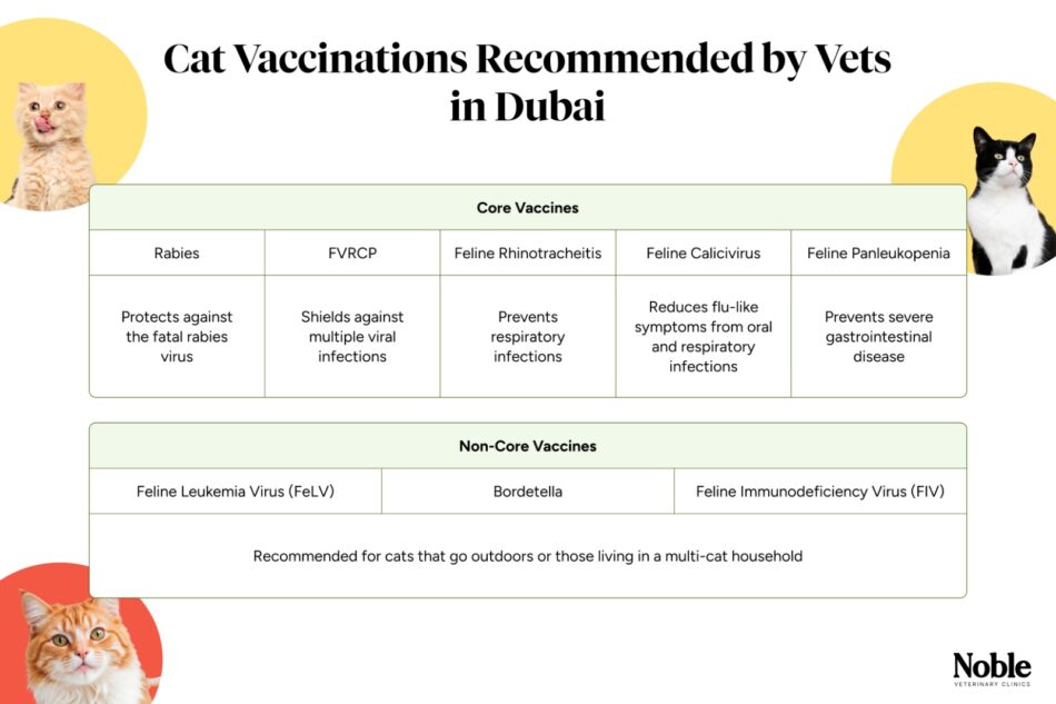 cat vaccinations recommended by vets in dubai