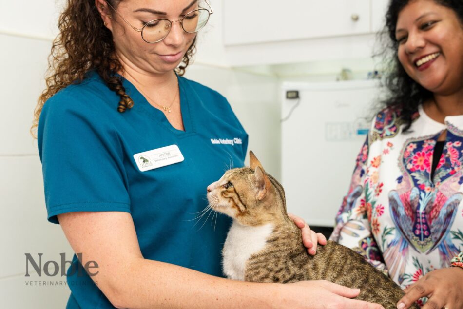 cat vaccinations in dubai