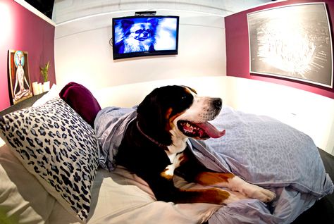 Dubai Municipality to launch Dh54.1m pet hotel by March 2014