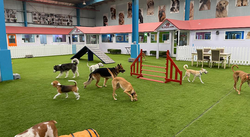 Exploring Pet Friendly Communities in Dubai: A Haven for You and Your Furry Friends