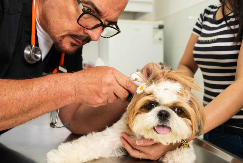 Top 10 Veterinary Clinics in Dubai: Trusted and Reliable Pet Care